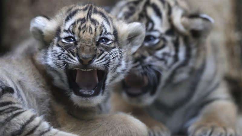 Wildlife Protection Tiger Conservation Project - Analysis UPSC IAS UPPCS SSC THe hindu PIB