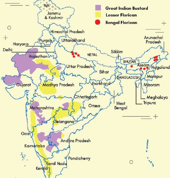Great Indian bustard (Ardeotis Nigriceps) - Population Fall | UPSC IAS PIB PCS UPPCS UPPSC the Hindu