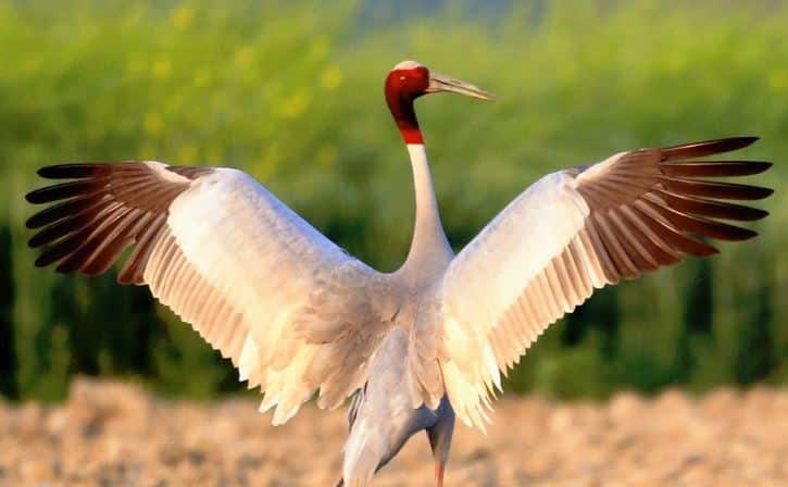 Sarus Crane Conservation Project UPSC - IAS and UPPCS Gk today The Hindu