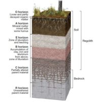 Soil Profile and its Horizons | Diagram and Layers – Digitally learn