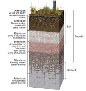 Soil Profile and its Horizons | Diagram and Layers – Digitally learn