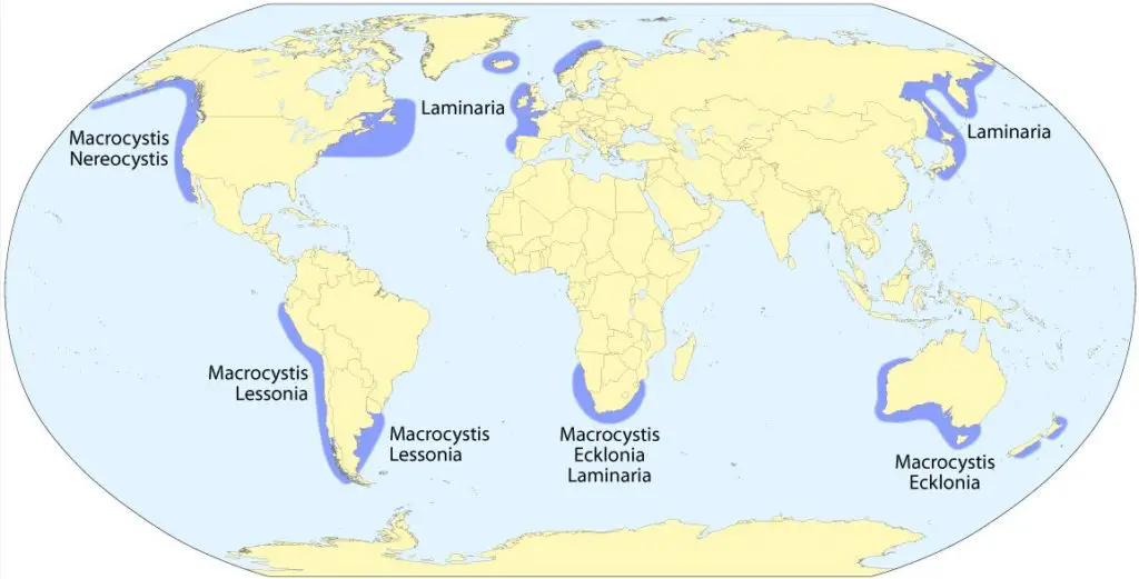 Kelp Forests and Climate Change Map Salinity deforestation UPSC - IAS