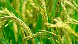 Green Revolution its Socio economic and Ecological Implications UPSC - IAS UPPSC UP PCS