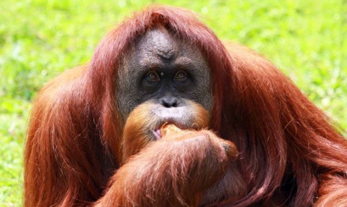 India's Only Orangutan, Dies in Nanda Kannan Zoo UPSC - IAS