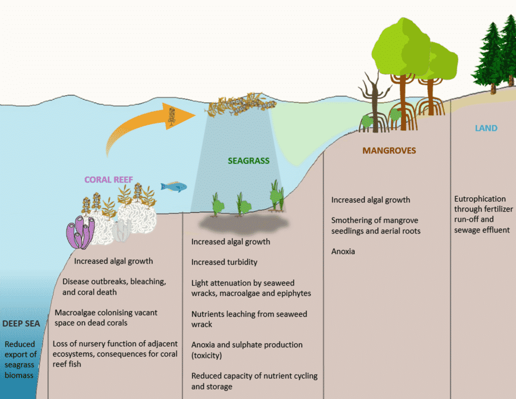 Causes of Eutrophication and Algal bloom UPSC IAS Digitally learn