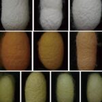 Where do the wild colours of domesticated silkworm cocoons come from?