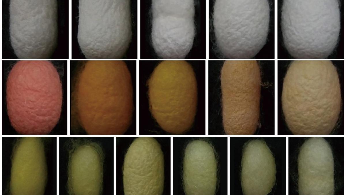 Where do the wild colours of domesticated silkworm cocoons come from?