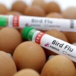Gene-edited chickens could stop bird flu