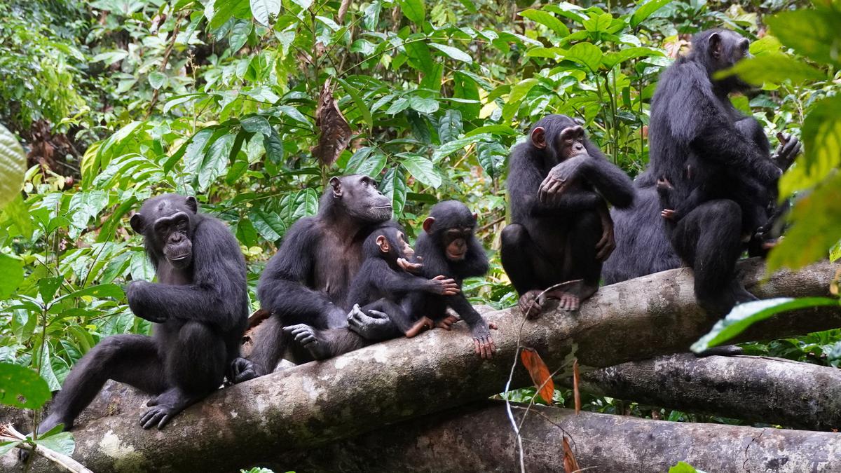 Scientists observe chimpanzees using human-like warfare tactic