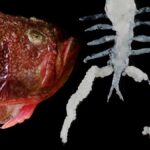 New crustacean parasites found off Colachel in India’s Tamil Nadu