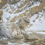 Sci-Five | The Hindu Science Quiz: On Snow Leopards