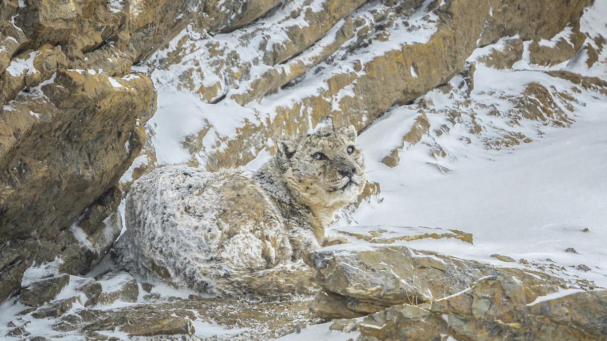 Sci-Five | The Hindu Science Quiz: On Snow Leopards