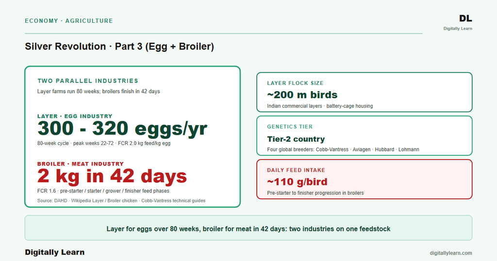 Silver Revolution Part 3: Egg and Broiler Components of Indian Poultry